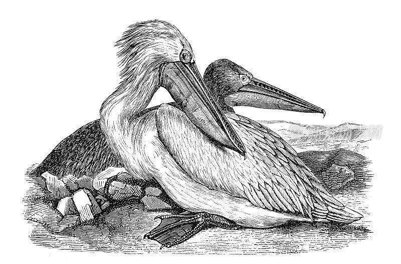 大白鹈鹕(Pelican Onocrotalus)